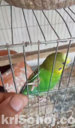 Budgerigar Master Pair